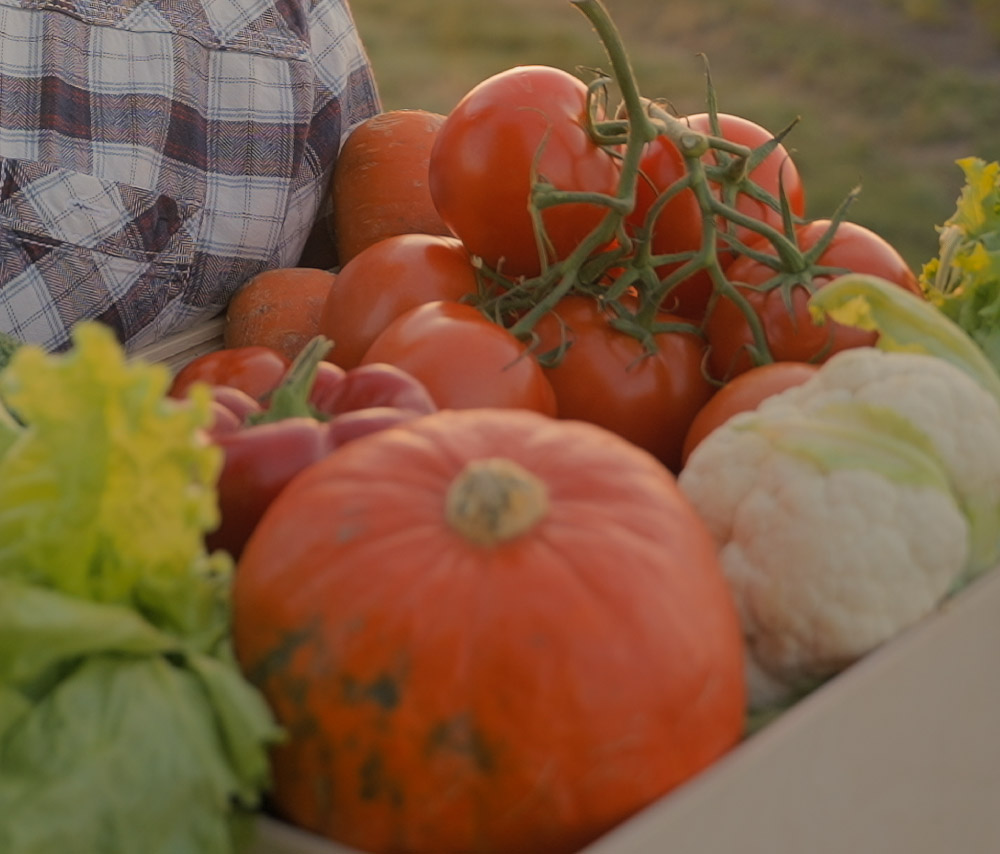 Kiste mit frischem Gemüse, darunter Tomaten, Kürbis, Blumenkohl, Paprika und verschiedene Salatsorten.